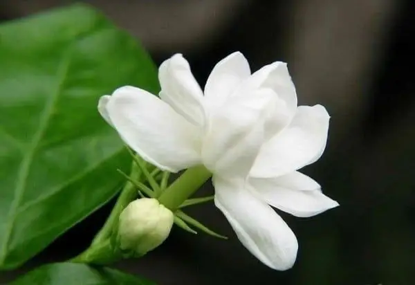Chiêm ngưỡng hình nền điện thoại hoa nhài đẹp và thanh lịch 49