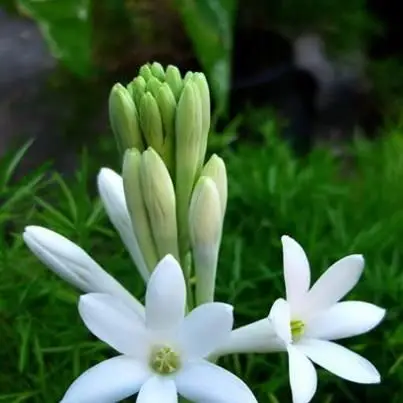 Chiêm ngưỡng hình nền điện thoại hoa nhài đẹp và thanh lịch 52