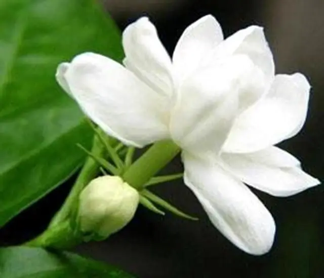Chiêm ngưỡng hình nền điện thoại hoa nhài đẹp và thanh lịch 53