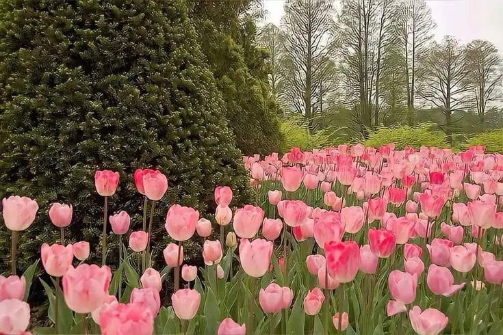 Hình Nền Điện Thoại Hoa Tulip - Bộ Sưu Tập 50 Hình Ảnh 3