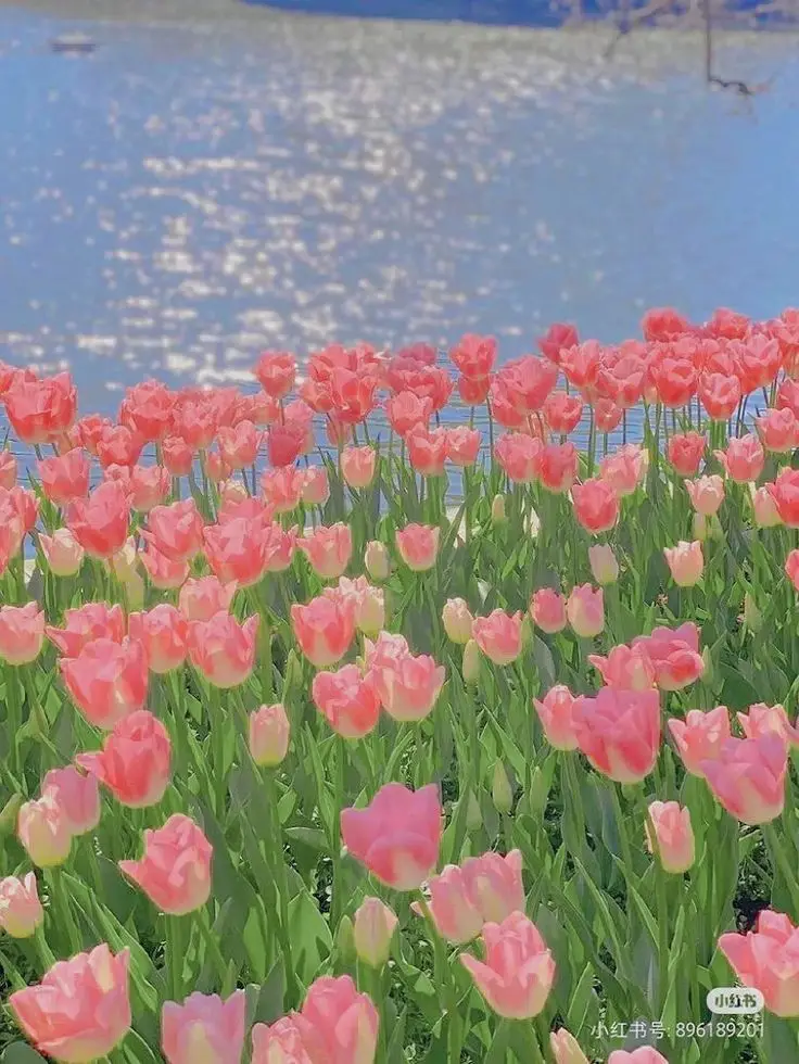 Hình Nền Điện Thoại Hoa Tulip - Bộ Sưu Tập 50 Hình Ảnh 5