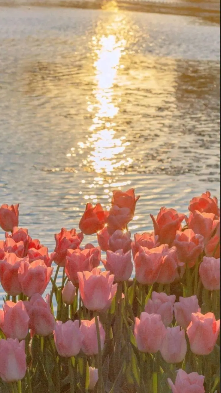 Hình Nền Điện Thoại Hoa Tulip - Bộ Sưu Tập 50 Hình Ảnh 9