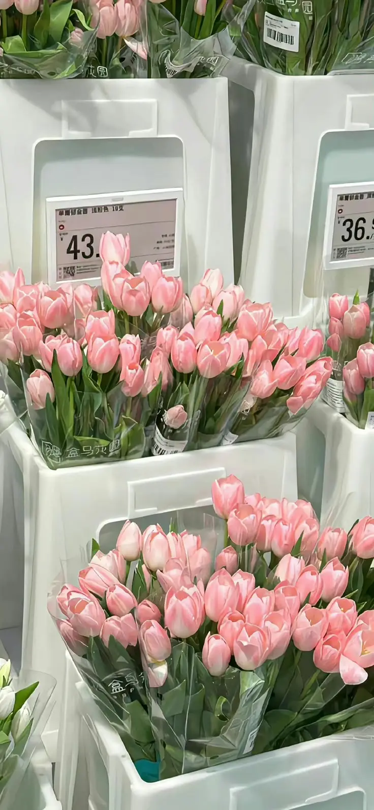 Hình Nền Điện Thoại Hoa Tulip - Bộ Sưu Tập 50 Hình Ảnh 14