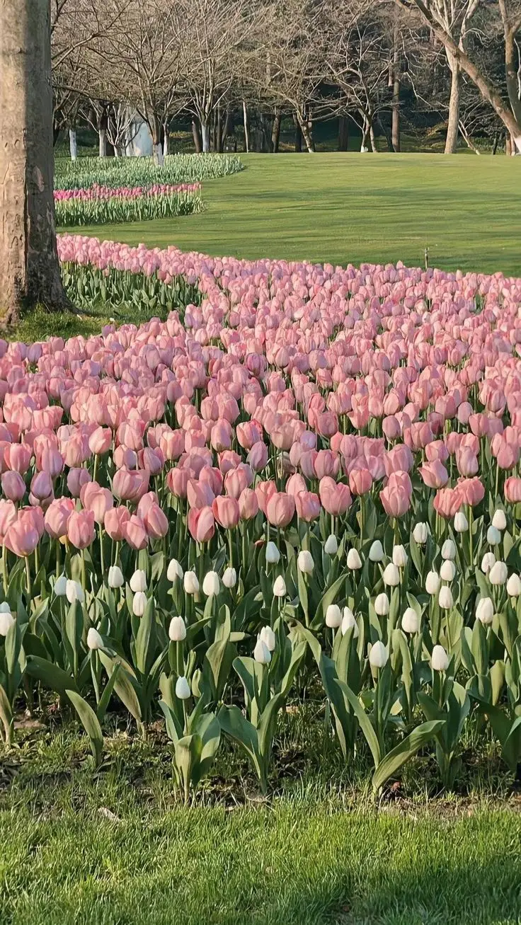 Hình Nền Điện Thoại Hoa Tulip - Bộ Sưu Tập 50 Hình Ảnh 15