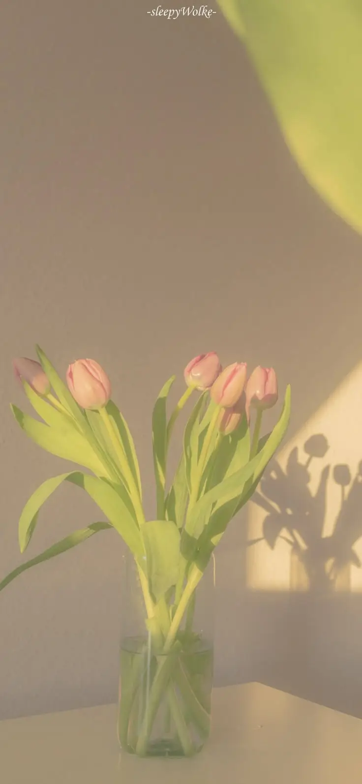 Hình Nền Điện Thoại Hoa Tulip - Bộ Sưu Tập 50 Hình Ảnh 24