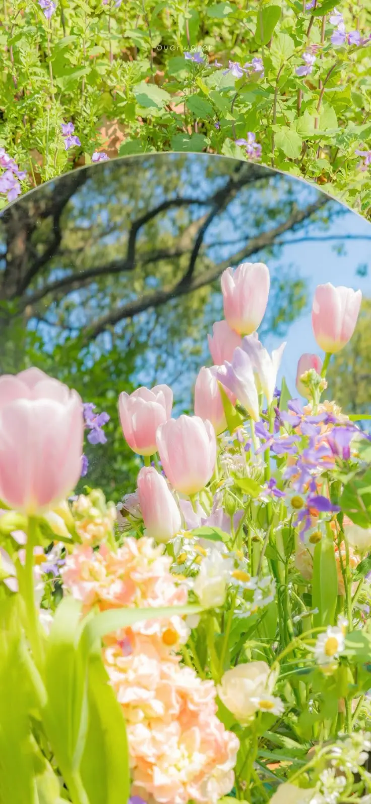 Hình Nền Điện Thoại Hoa Tulip - Bộ Sưu Tập 50 Hình Ảnh 25