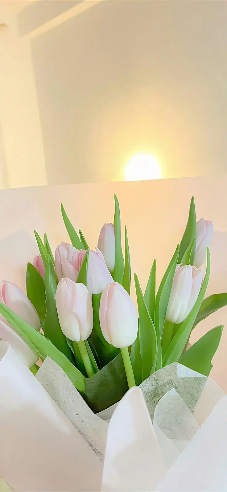 Hình Nền Điện Thoại Hoa Tulip - Bộ Sưu Tập 50 Hình Ảnh 27
