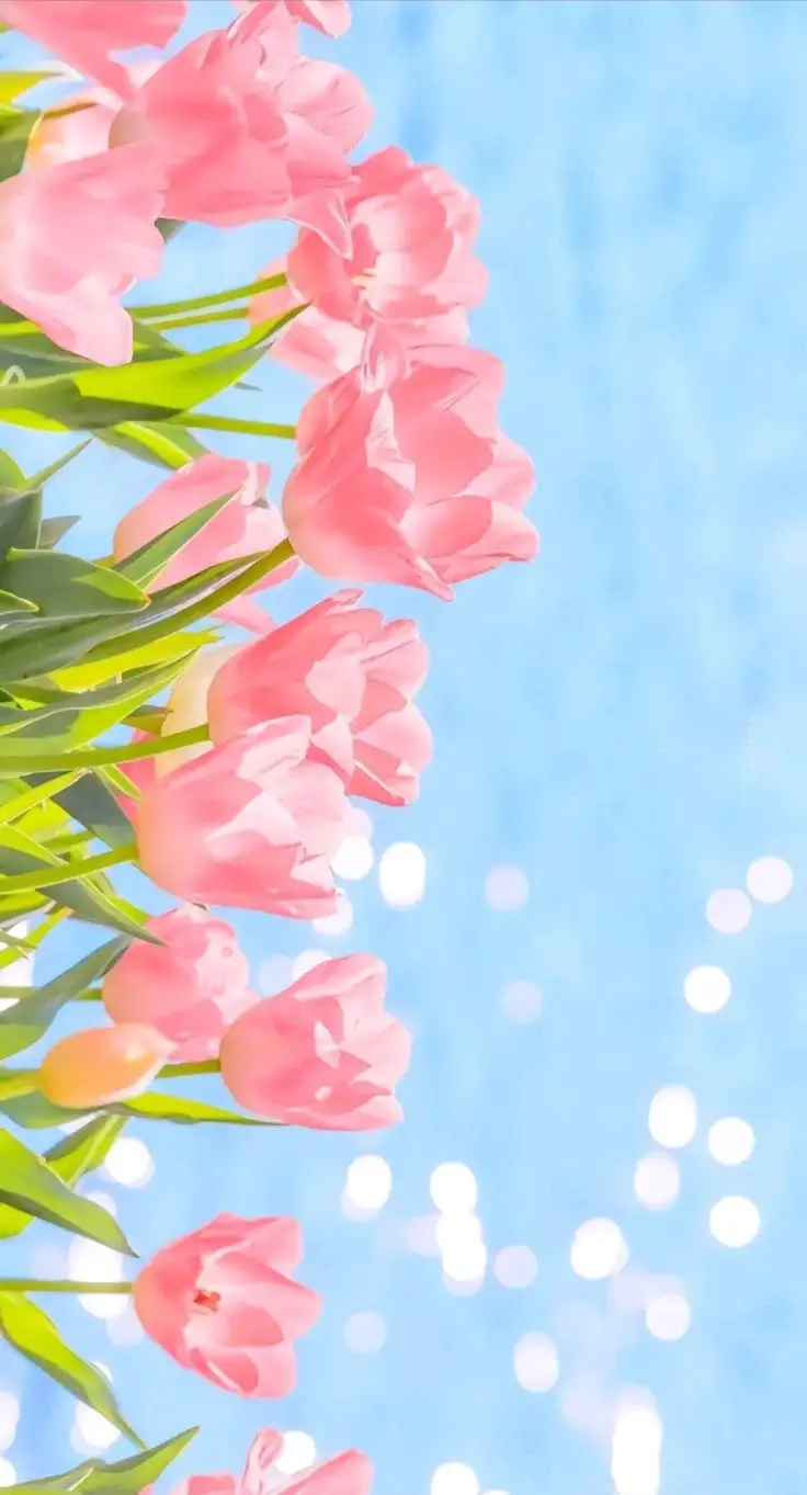 Hình Nền Điện Thoại Hoa Tulip - Bộ Sưu Tập 50 Hình Ảnh 28