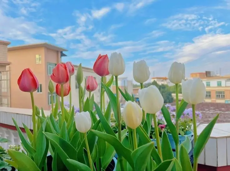 Hình Nền Điện Thoại Hoa Tulip - Bộ Sưu Tập 50 Hình Ảnh 29