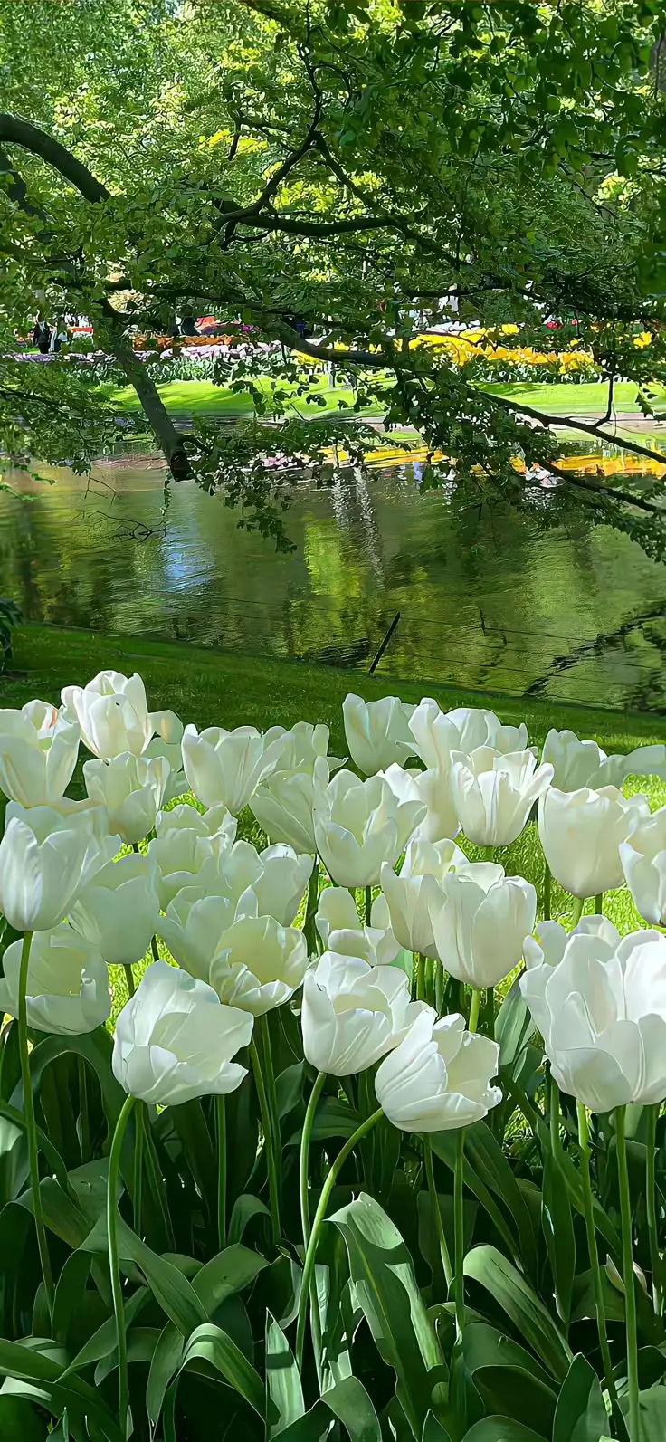 Hình Nền Điện Thoại Hoa Tulip - Bộ Sưu Tập 50 Hình Ảnh 32