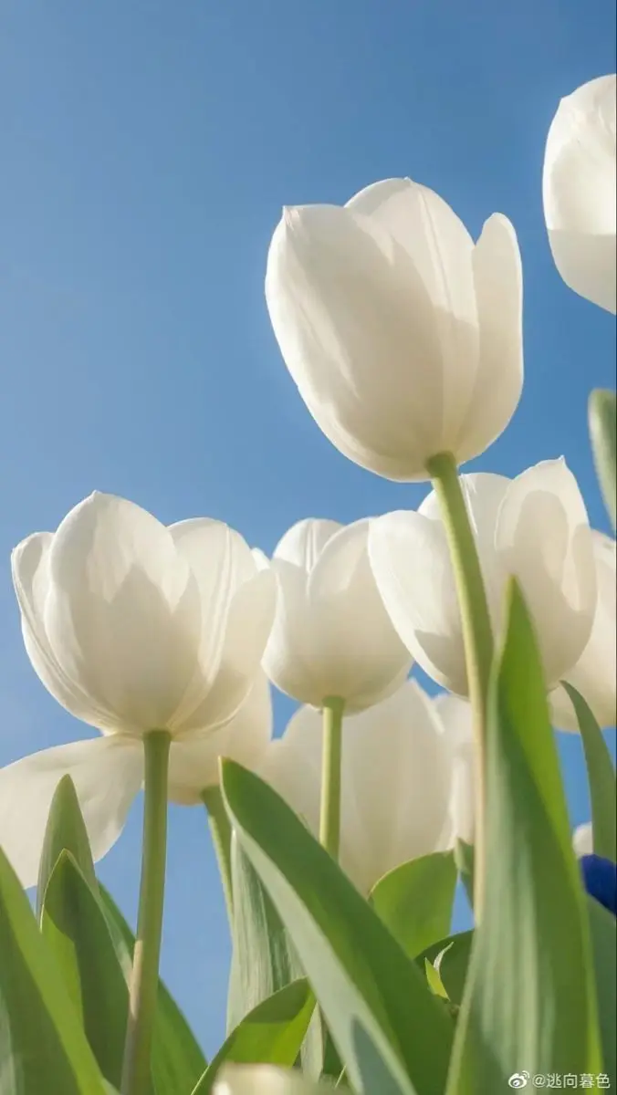 Hình Nền Điện Thoại Hoa Tulip - Bộ Sưu Tập 50 Hình Ảnh 33