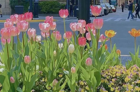 Hình Nền Điện Thoại Hoa Tulip - Bộ Sưu Tập 50 Hình Ảnh 34