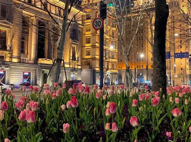 Hình Nền Điện Thoại Hoa Tulip - Bộ Sưu Tập 50 Hình Ảnh 35