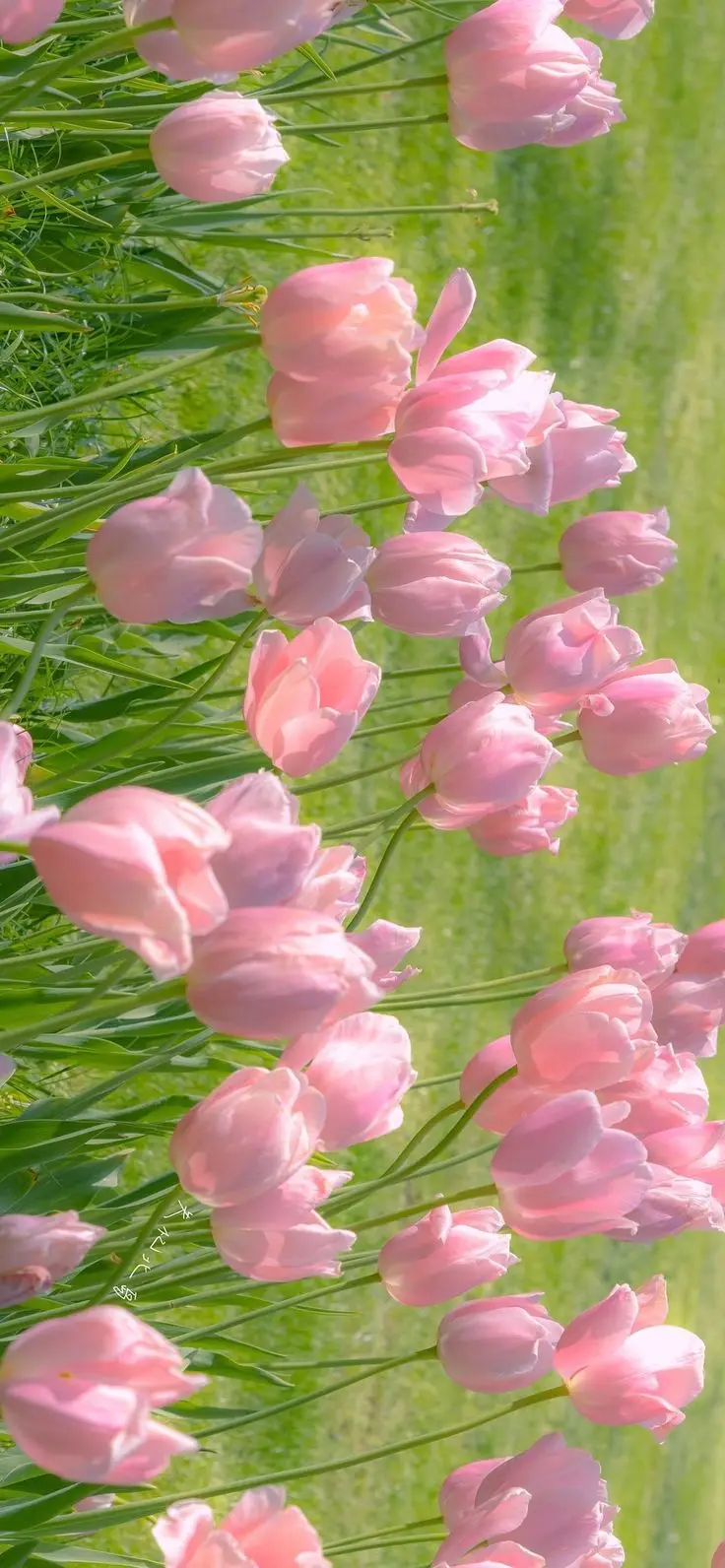 Hình Nền Điện Thoại Hoa Tulip - Bộ Sưu Tập 50 Hình Ảnh 41
