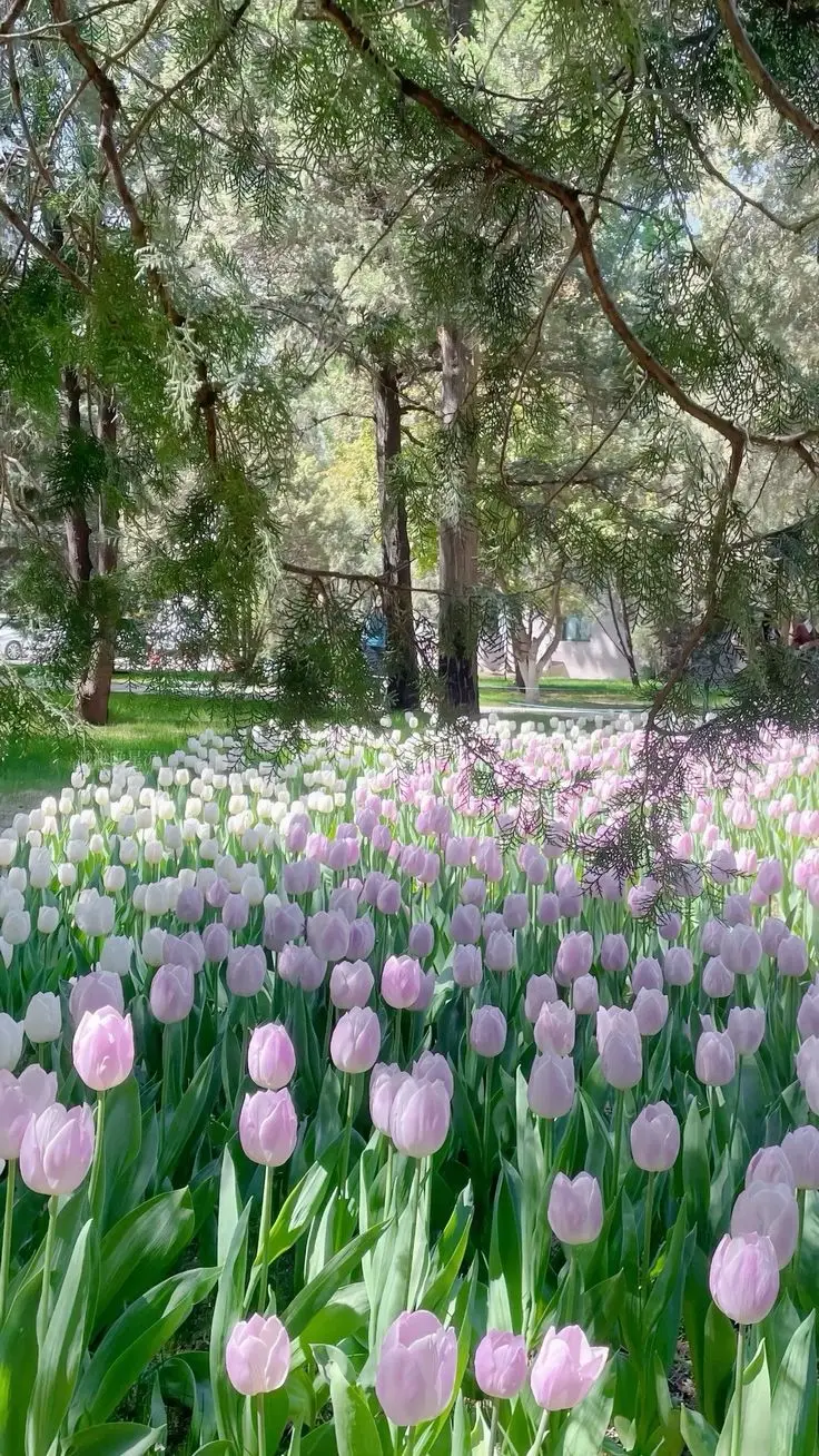 Hình Nền Điện Thoại Hoa Tulip - Bộ Sưu Tập 50 Hình Ảnh 43