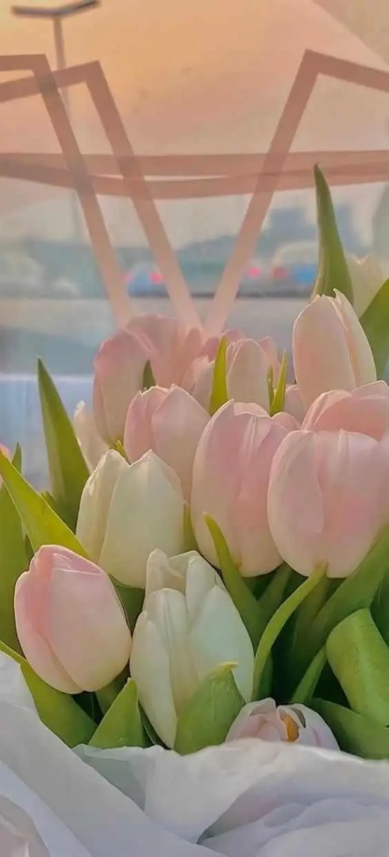 Hình Nền Điện Thoại Hoa Tulip - Bộ Sưu Tập 50 Hình Ảnh 44