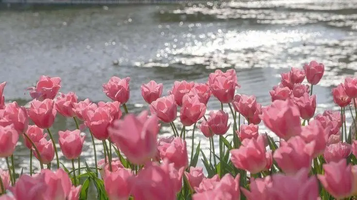 Hình Nền Điện Thoại Hoa Tulip - Bộ Sưu Tập 50 Hình Ảnh 47