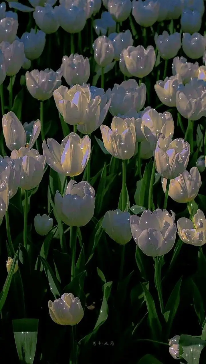 Hình Nền Điện Thoại Hoa Tulip - Bộ Sưu Tập 50 Hình Ảnh 50