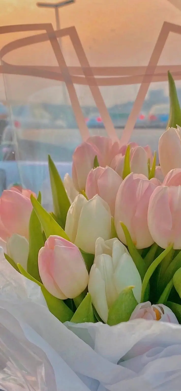 Hình Nền Điện Thoại Hoa Tulip - Bộ Sưu Tập 50 Hình Ảnh 51