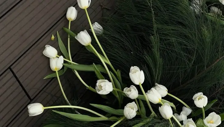 Hình Nền Điện Thoại Hoa Tulip - Bộ Sưu Tập 50 Hình Ảnh 53
