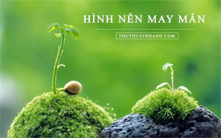 Hình nền điện thoại phong thuỷ cho mệnh Thổ - Mang may mắn đến bạn 53