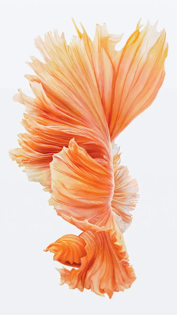 Hình Nền Iphone 6S Plus Thời Thượng 2