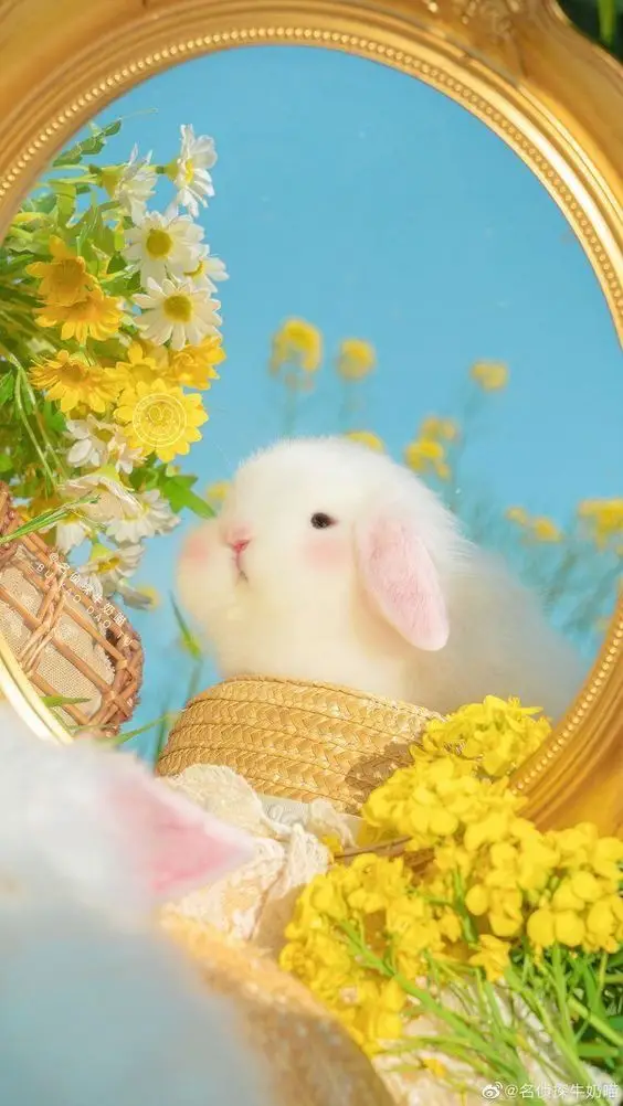 Hình nền Màu Vàng Cute: 50+ Hình Ảnh Tươi Sáng và Xinh Xắn 4