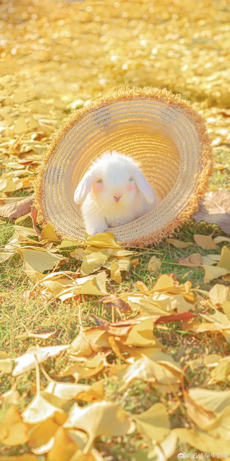 Hình nền Màu Vàng Cute: 50+ Hình Ảnh Tươi Sáng và Xinh Xắn 35