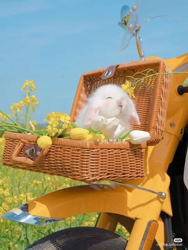 Hình nền Màu Vàng Cute: 50+ Hình Ảnh Tươi Sáng và Xinh Xắn 50
