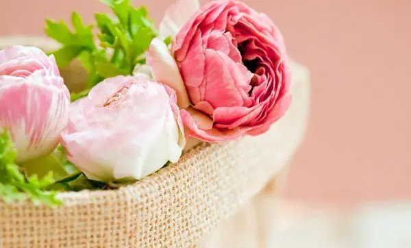 Hình Nền Máy Tính Màu Hồng Ngọt Ngào 52