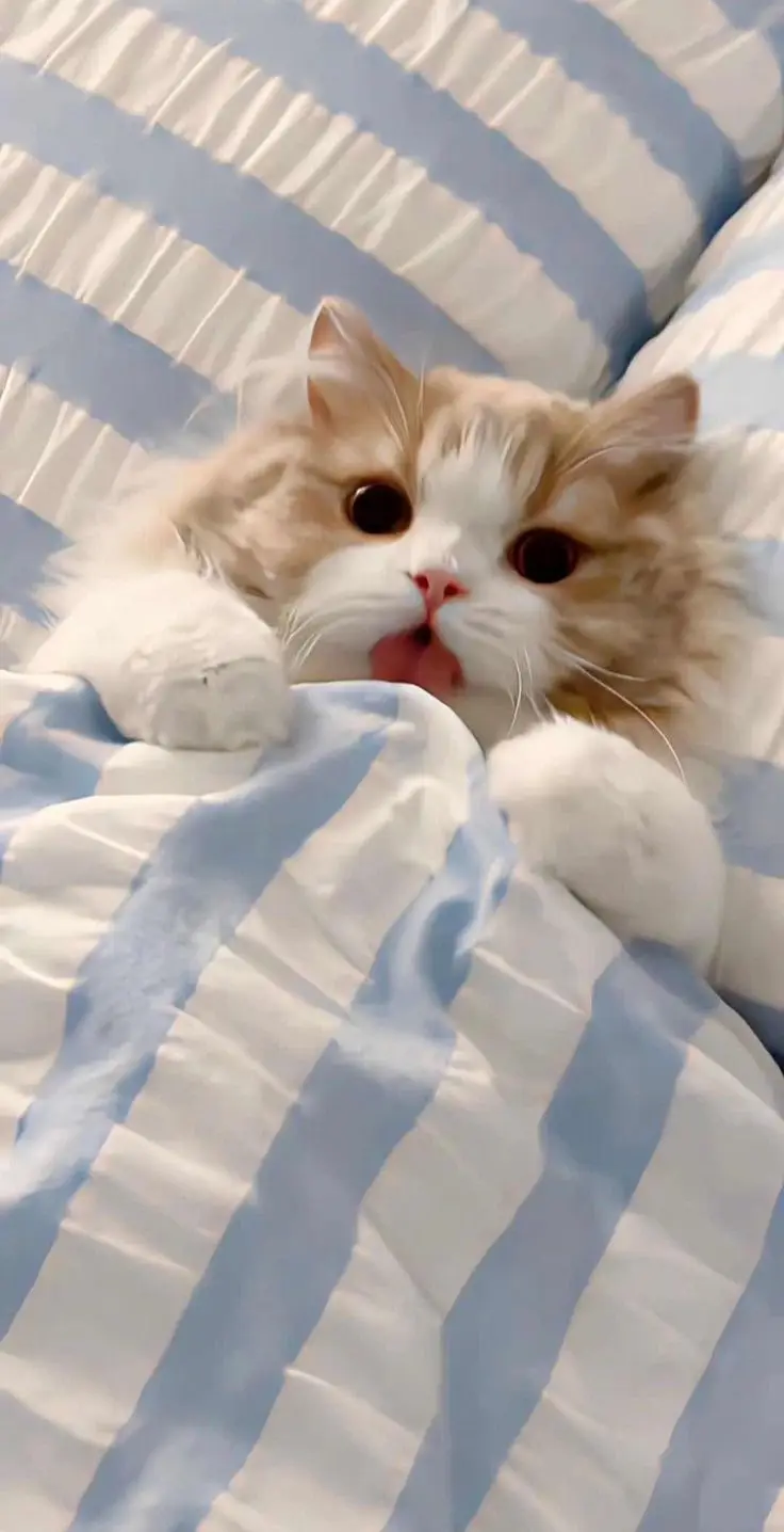 Hình Nền Mèo 3D Cute Dễ Thương 3
