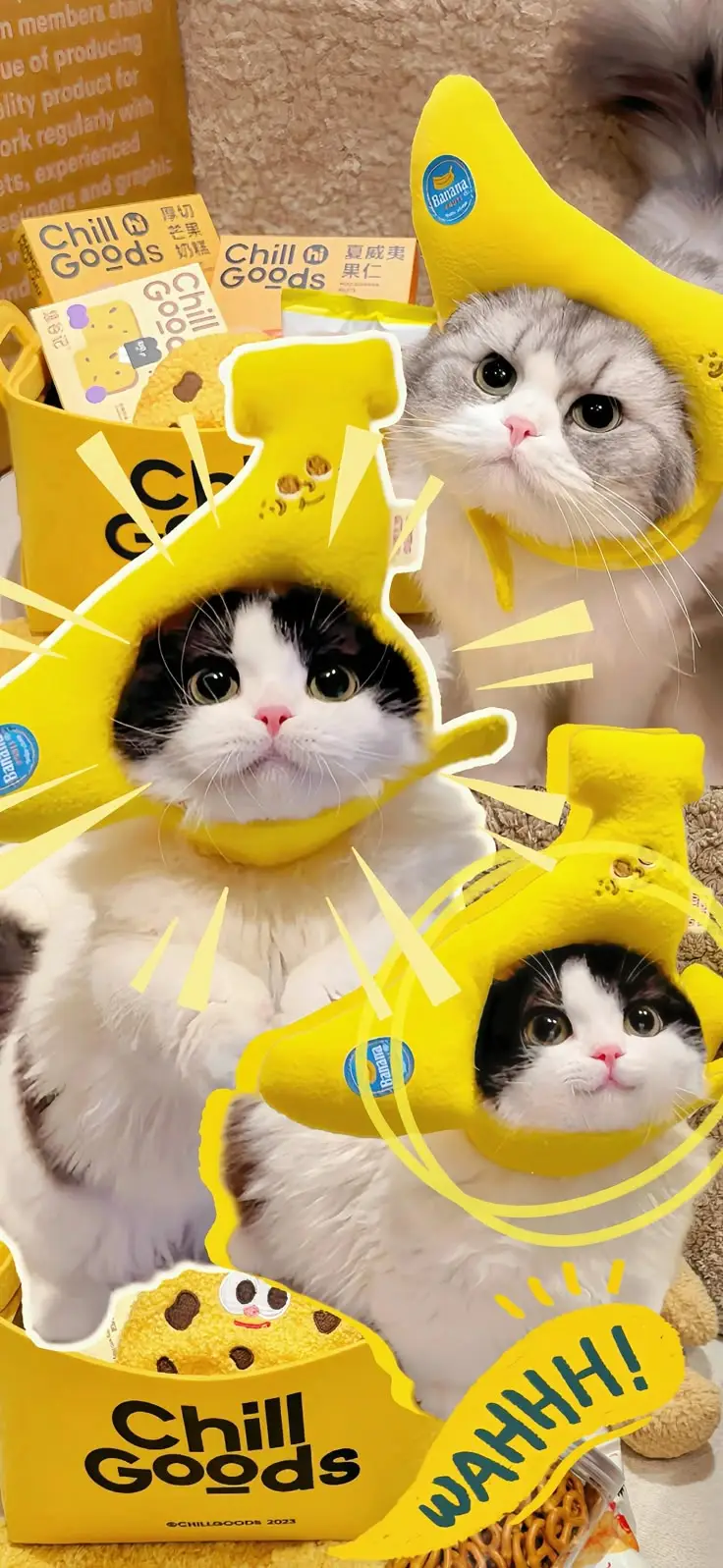 Hình Nền Mèo 3D Cute Dễ Thương 7