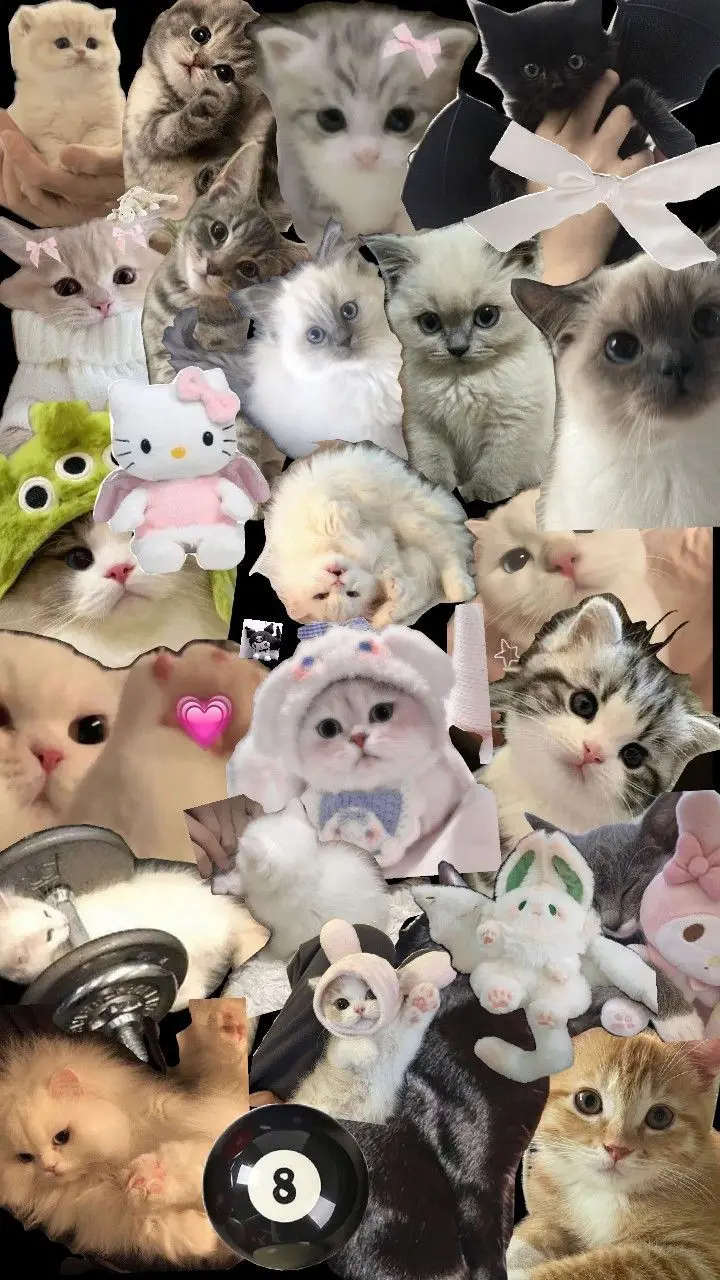 Hình Nền Mèo 3D Cute Dễ Thương 12