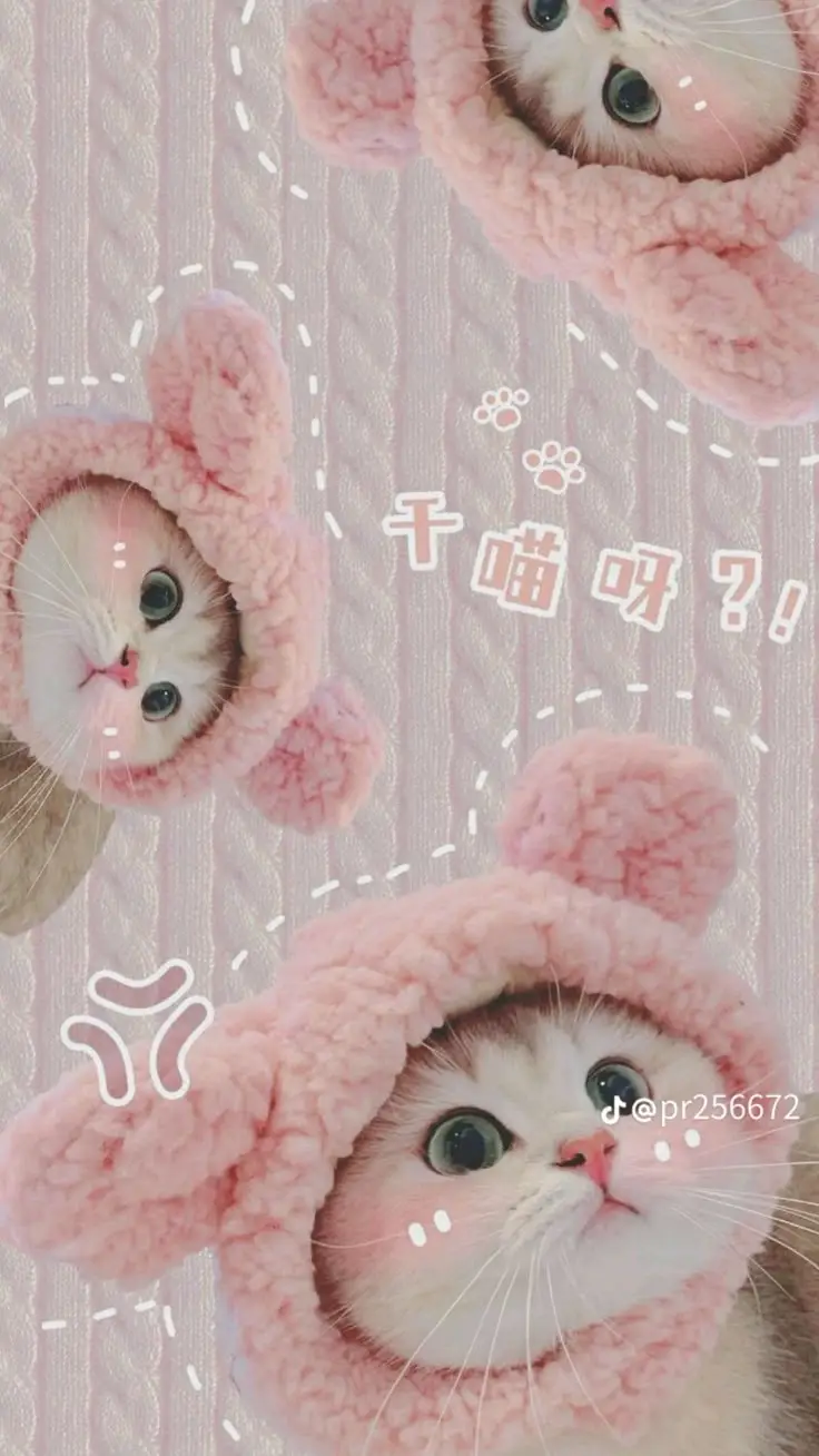 Hình Nền Mèo 3D Cute Dễ Thương 22