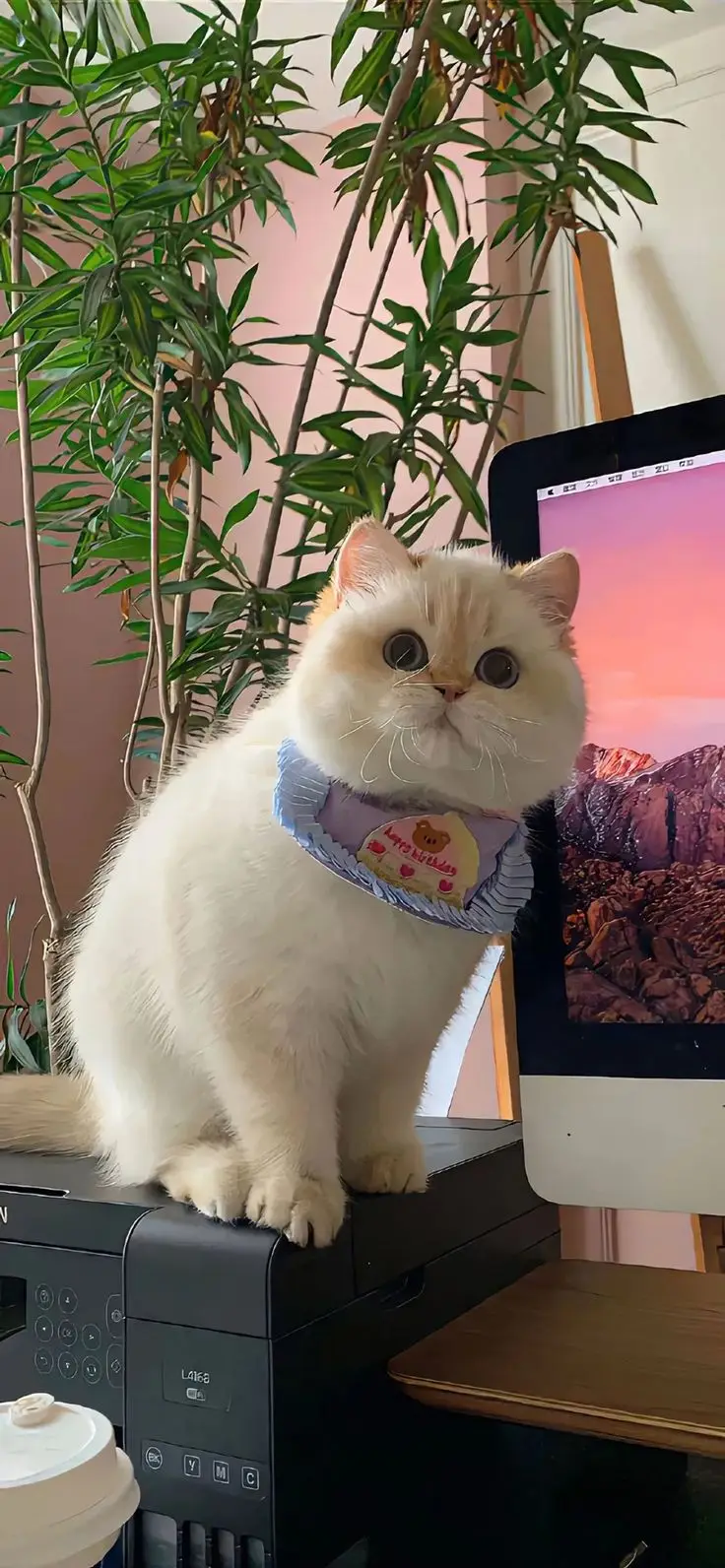 Hình Nền Mèo 3D Cute Dễ Thương 30