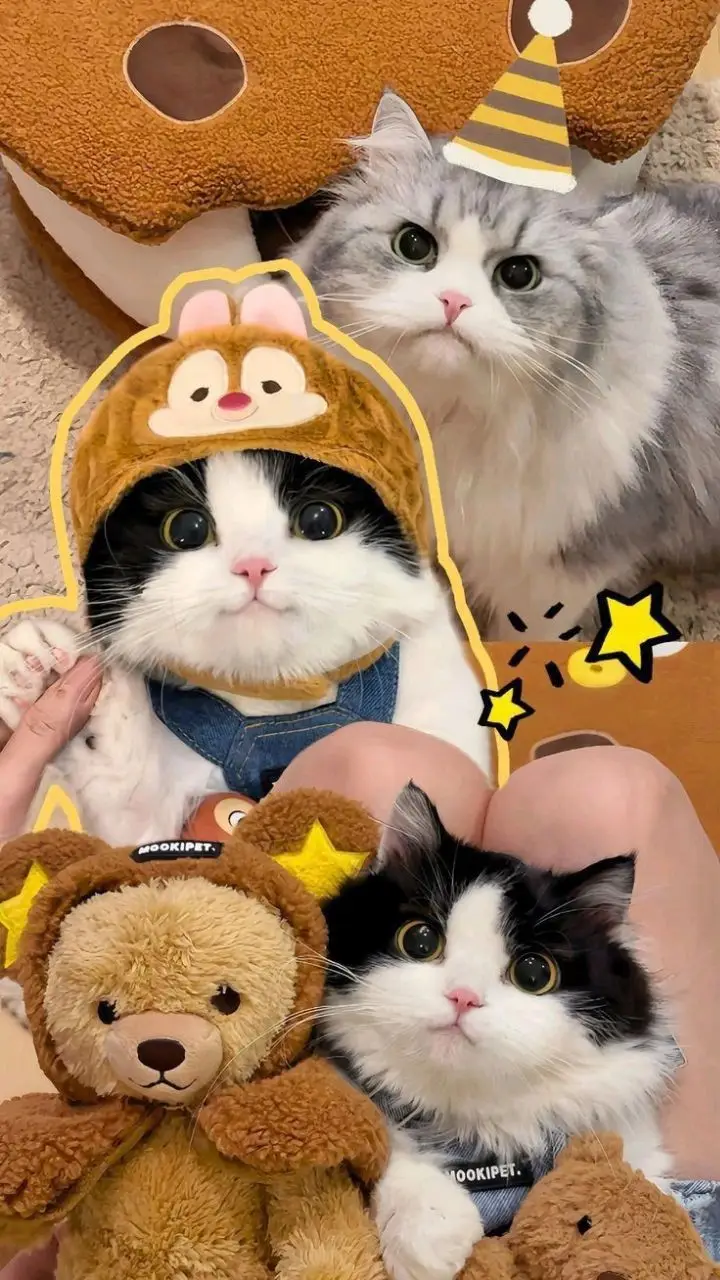 Hình Nền Mèo 3D Cute Dễ Thương 36