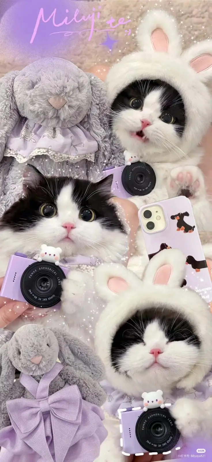 Hình Nền Mèo 3D Cute Dễ Thương 37