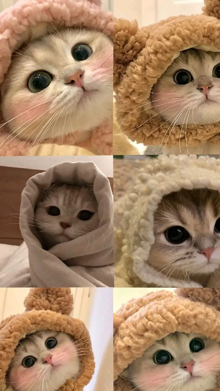 Hình Nền Mèo 3D Cute Dễ Thương 52