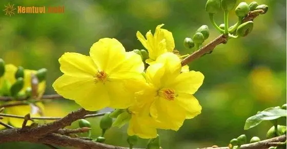 Hình nền phong thủy mệnh Kim - Hình nền hợp phong thủy cho người mệnh Kim 18