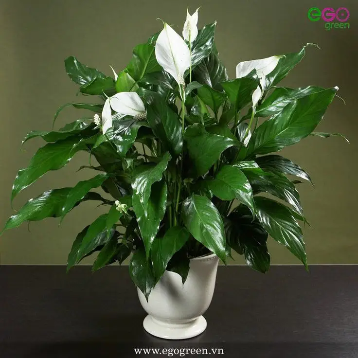 Hình nền phong thủy mệnh Kim - Hình nền hợp phong thủy cho người mệnh Kim 61