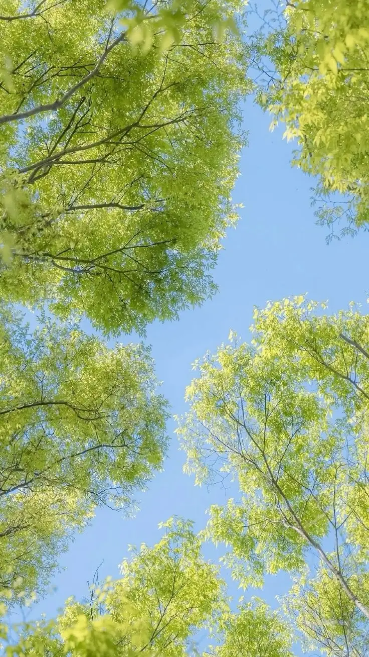 Hình Nền Thiên Nhiên Đẹp Cho Điện Thoại: Trải Nghiệm Từ Thiên Nhiên 49