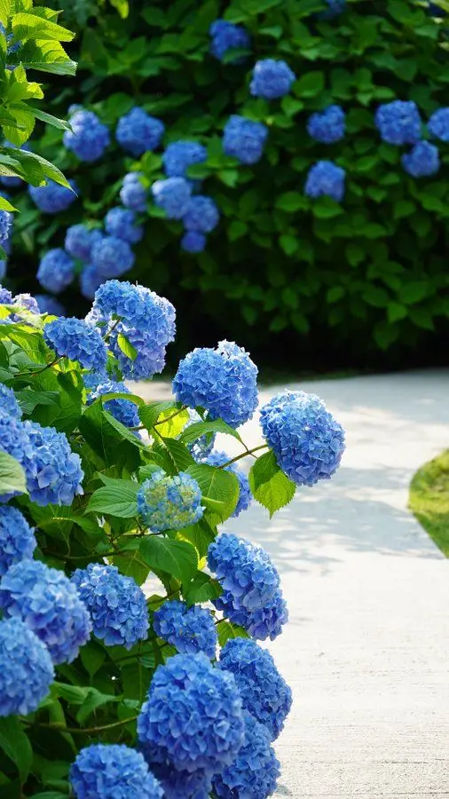 Hoa cẩm tú cầu hình nền - Khám phá vẻ đẹp của cẩm tú cầu trong từng bức ảnh 49