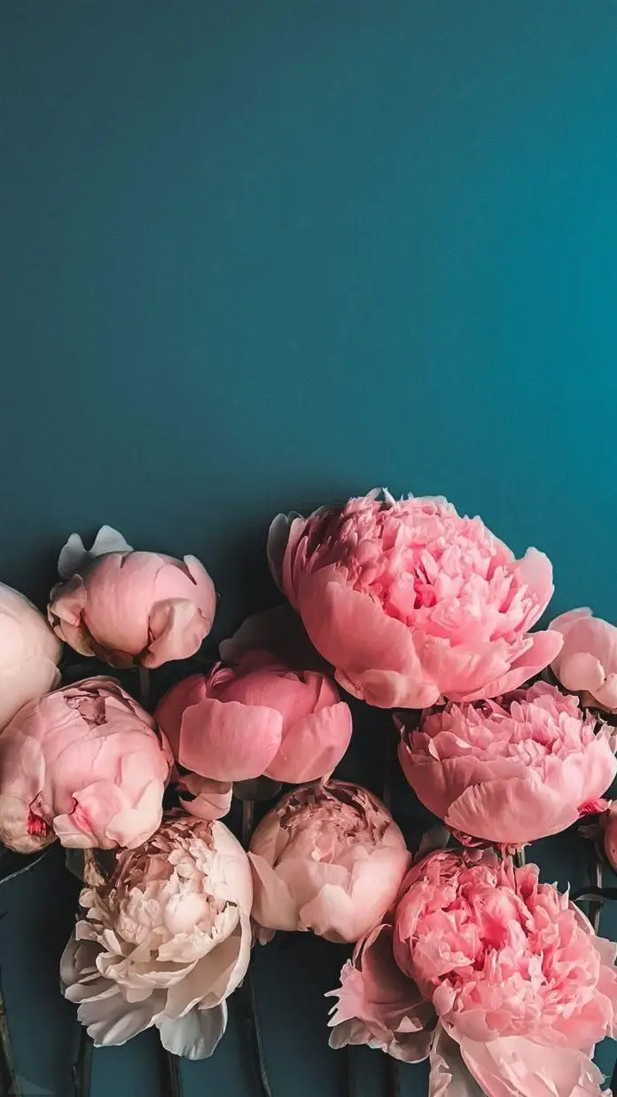 Hình Nền Hoa Mẫu Đơn Hồng Đẹp Nhất Cho Điện Thoại 56