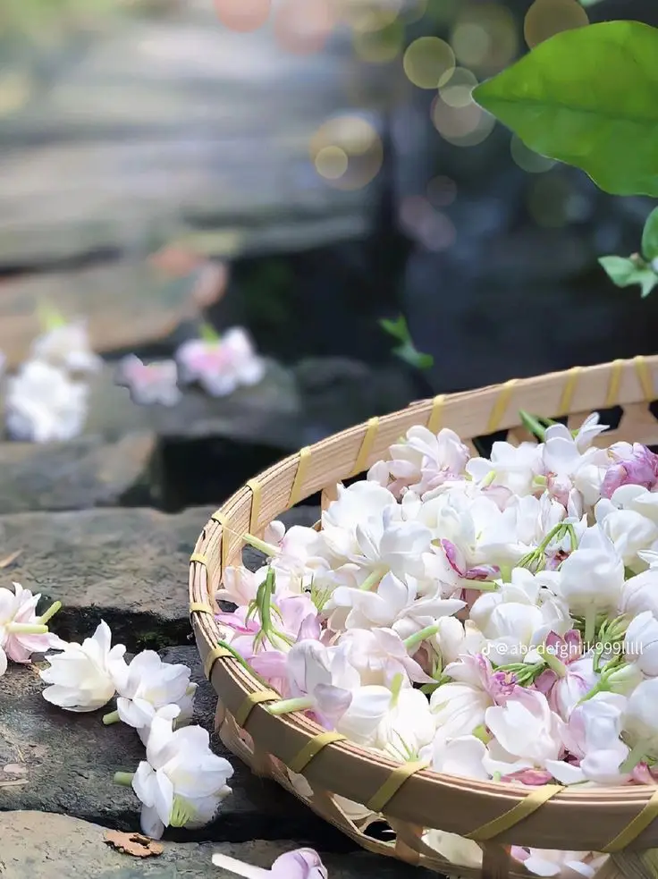Hoa nhài hình nền điện thoại tinh tế 32
