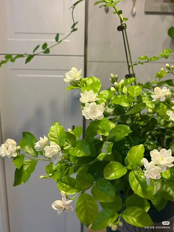 Hoa nhài hình nền điện thoại tinh tế 43