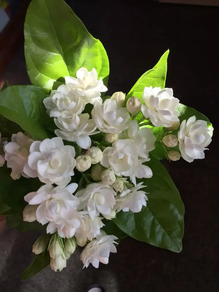 Hoa nhài hình nền điện thoại tinh tế 46