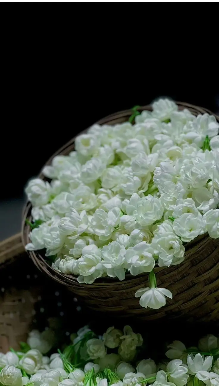 Hoa nhài hình nền điện thoại tinh tế 51