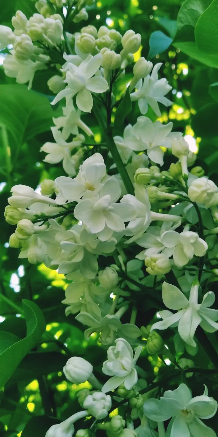 Hoa nhài hình nền điện thoại tinh tế 54