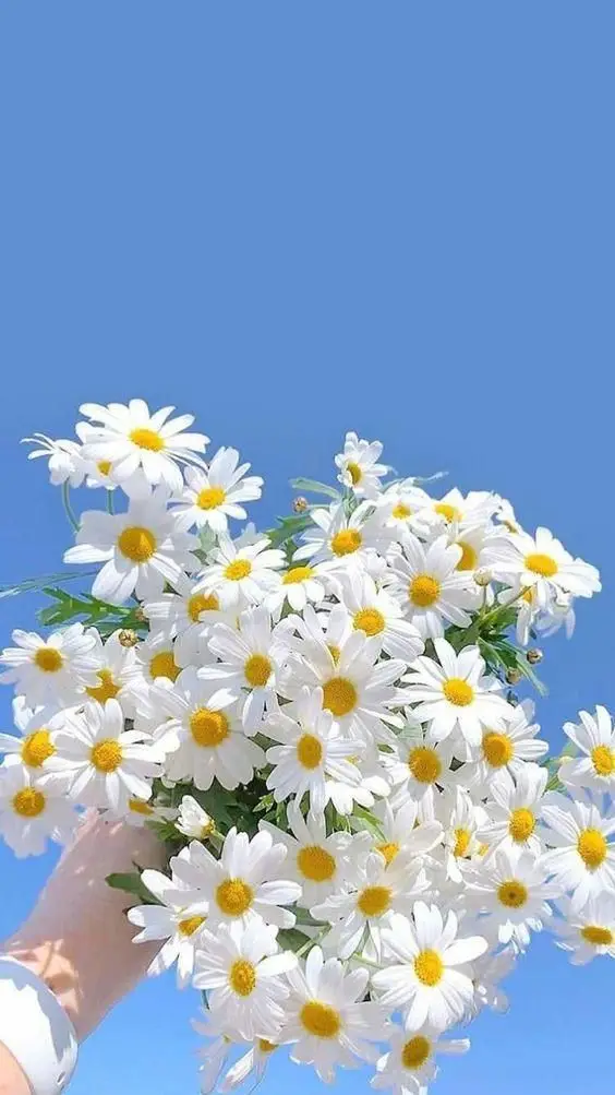 Tải hình nền cute miễn phí cho điện thoại 4