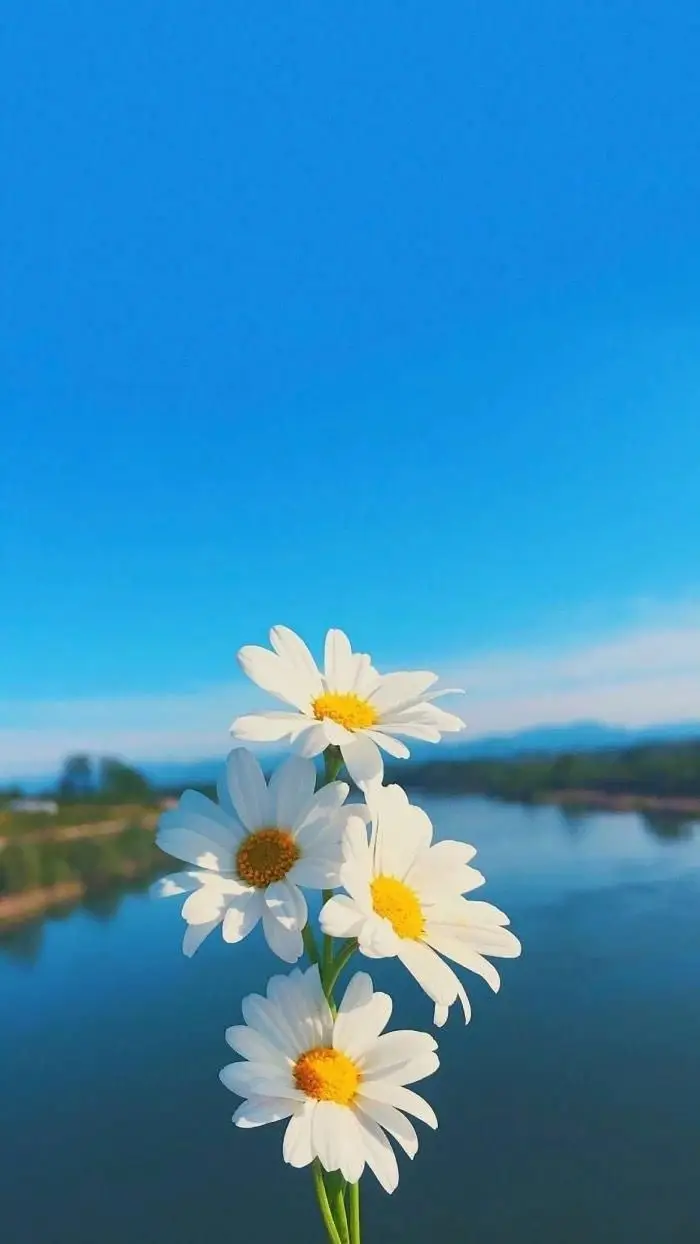 Tải hình nền cute miễn phí cho điện thoại 5